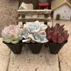 2025年最新】多肉 エケベリア セットの人気アイテム - メルカリ