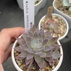 多肉植物　エケベリア　銀天女xシムランスラグナサンチェス