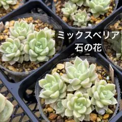 多肉植物 ミックスベリア ブルーベリームーン、ラズベリーメモリーズ