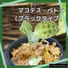 専用　激レア　マコデスペトラ　プラチナ　希少　ジュエルオーキッド 専用 激レア マコデスペトラ プラチナ 希少 ジュエルオーキッド