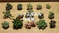 2026年最新】つぶつぶ ざらめの人気アイテム - メルカリ