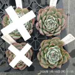 1ポット385円 エケベリア チワワエンシス 7.5cmポット