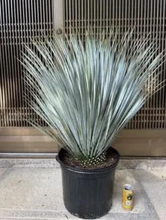 2025年最新】ロストラータ シルバーの人気アイテム - メルカリ