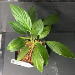 2026年最新】Homalomena タグ付の人気アイテム - メルカリ