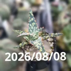 アロエ　ハイブリッド　実生　抜き苗　第四種郵便物のサムネイル