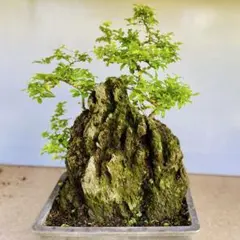イワヒバ 盆栽 岩ヒバ 石付け イワヒバ 盆栽 岩ヒバ 石付け - メルカリ