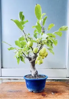 かりん・カリン・果林・花梨の盆栽 - メルカリ