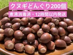 【12時間以内発送】クヌギどんぐり 200個