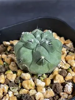 2025年最新】黒王丸の人気アイテム - メルカリ