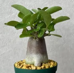 アンジー【激レア/ブラックスキン】アデニウム ガラメーA4鉢植え アンジー様専用【激レア/ブラックスキン】アデニウム ガラメーA4