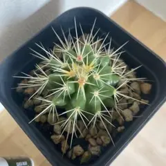 2025年最新】サボテン 金鯱の人気アイテム - メルカリ