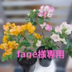 2025年最新】ブーゲンビリアの人気アイテム - メルカリ