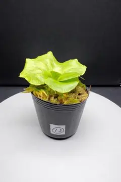 2026年最新】リドレイの人気アイテム - メルカリ