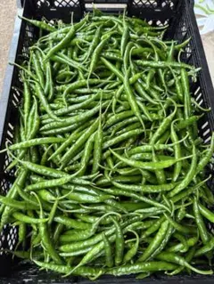 7月18日激辛 中辛 辣妹子 青唐辛子 300g埼玉産 【露地栽培】自然成熟