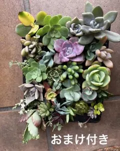 イロトリドリ 詰め合　カット苗 ＋おまけ　多肉植物 セダム　エケベリア 寄せ植