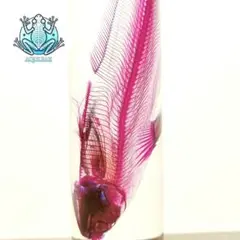 【透明骨格標本】ハナミノカサゴ 30cm ハナミノカサゴ 透明骨格標本 [81151332]の写真素材 - アフロ