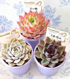 茜小鶴リラシナ×黒爪ザラゴーサ札付きポットごとファームパルクさん苗 2025年最新】パルクさん苗の人気アイテム - メルカリ