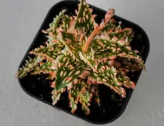 2025年最新】アロエハイブリッド tctの人気アイテム - メルカリ