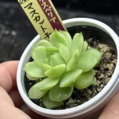 マスカットキャンディ札付きポットごとメルカリ便おらいさん苗ミックスベリア 2025年最新】おらいさん苗 マスカットキャンディの人気アイテム - メルカリ