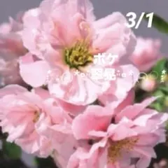 3/8迄特価！】八重紅しだれ桜 八重咲き 苗木 4号ロングポット - メルカリ