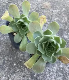 アエオニウム 寄せ植え ・ポットごと発送＊ - メルカリ