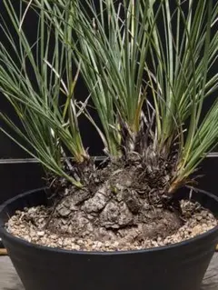 専用出品 特割 カリバナスフーケリー (い) 2025年最新】カリバナス フーケリーの人気アイテム - メルカリ