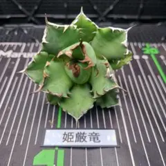 Sato Osama様 リクエスト 3点 まとめ商品