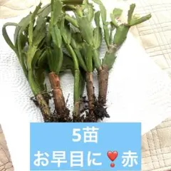 デンマークカクタス　赤 抜き苗　5本　元気です♪ お早目に❣️ ①のサムネイル