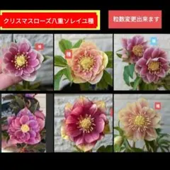 クリスマスローズ　ソレイユ苗 楽天市場】クリスマスローズ 広瀬園芸 ソレイユ ダブル 0213-006