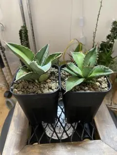 アガベ ハイブリッド 處女座 連棘 活着株鉢ごと発送 タグ付き 2025年最新】