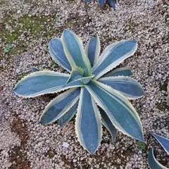 た*ー様 【希少/300円スタート】リップルエフェクト　子株　サルミアナ　フェロ 2025年最新】リップルエフェクトの人気アイテム - メルカリ