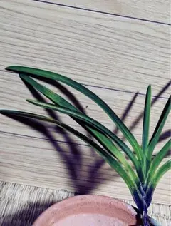 2025年最新】富貴蘭の人気アイテム - メルカリ