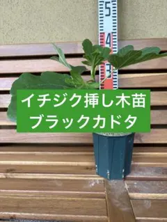 イチジク苗　ブラックカドタのサムネイル