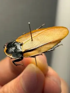 A141 ユーフォルビア ガムケンシス Euphorbia gamkensis - メルカリ