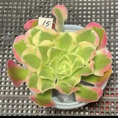 多肉植物 アエオニウム ホワイトフェニックス - メルカリ