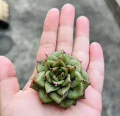 ラムママ様 リクエスト 4点 まとめ商品