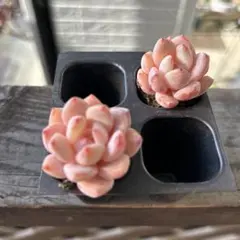 モフモフ様 リクエスト 4点 まとめ商品