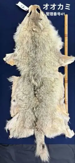 kazさん専用　シロクマの毛皮ラグ・カーペット kazさん専用 シロクマの毛皮ラグ・カーペット - メルカリ