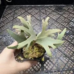 hachu　ジェニーTC 3 メルカリ便！ 2025年最新】JeNny tcの人気アイテム - メルカリ