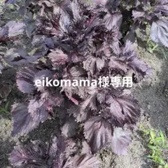 eikomama様専用