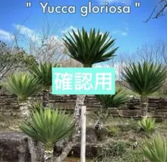 2025年最新】ユッカ グロリオサ キミガヨランの人気アイテム - メルカリ