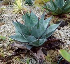 アガベ　パリー吉祥天、シャークスキン、パラサナ　セット アガベ パリー吉祥天、シャークスキン、パラサナ セット - メルカリ