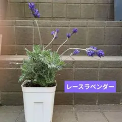 tempin0604様 リクエスト 2点 まとめ商品