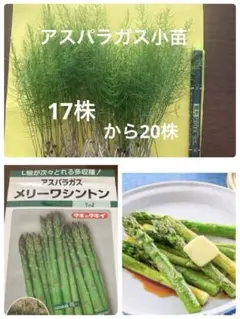 アスパラガス メリーワシントン 小苗のサムネイル