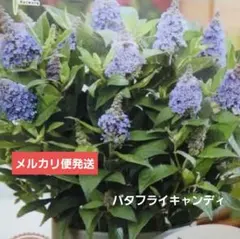 ブッドレア ②紫 矮性 希少品種メルカリ便発送‼️