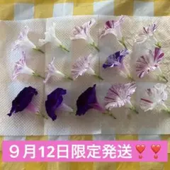 乾燥済み朝顔押し花15個セット