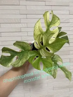 2025年最新】ラフィドフォラ ホワイトモンスターの人気アイテム - メルカリ