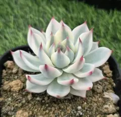 アリエル錦 Echeveria Ariel - メルカリ