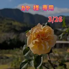 ☆レジン ヘアゴム ブローチ☆♡No.272♡