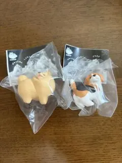 おしりを見せてくれる犬　ぽめらにあん、びーぐるセット売り